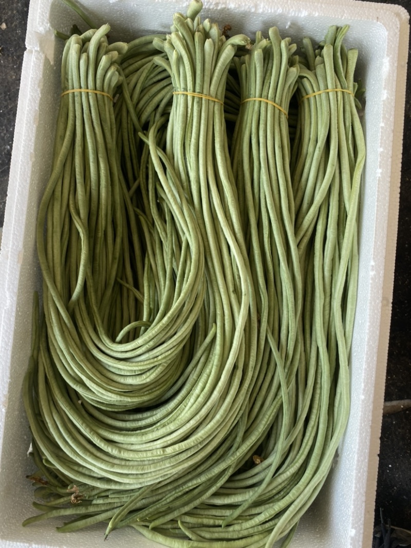 山东菏泽长豆角大量有货，欢迎有实力的老板前来咨询