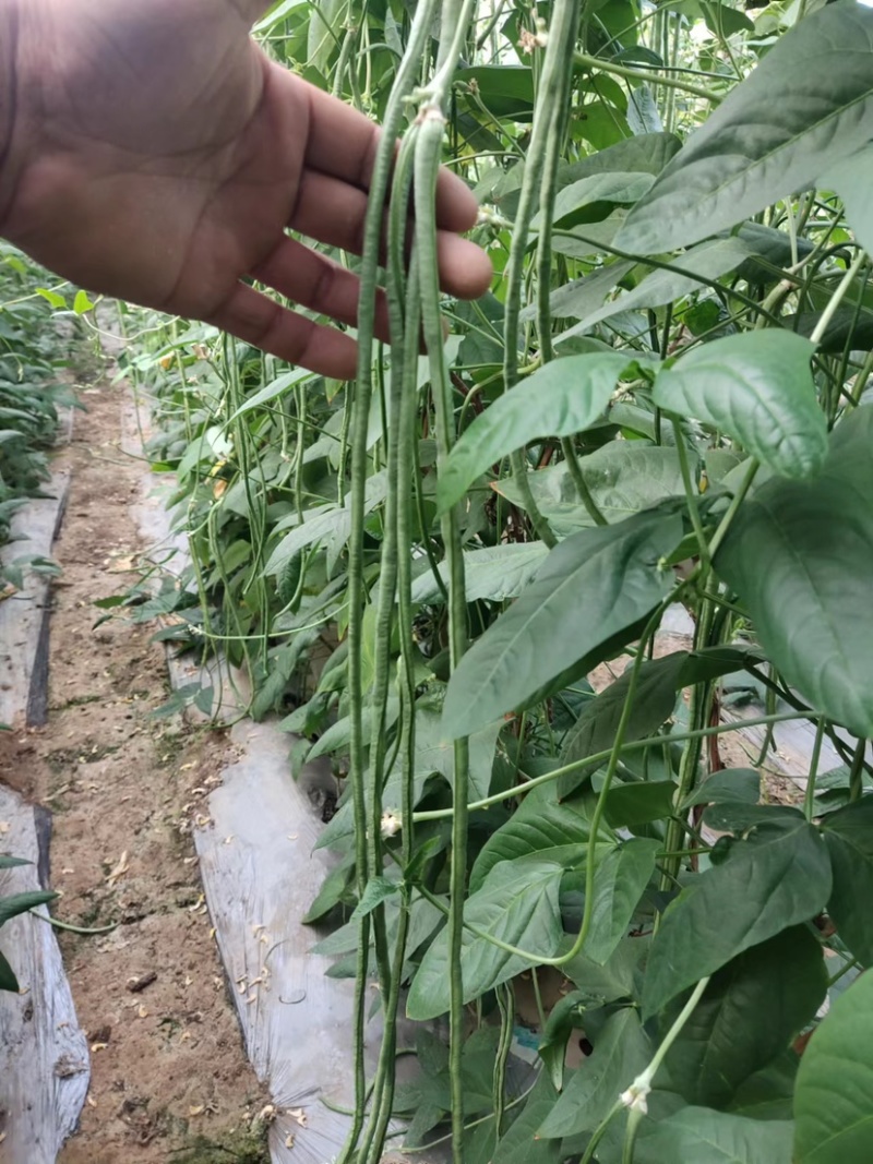 山东菏泽长豆角大量有货，欢迎有实力的老板前来咨询