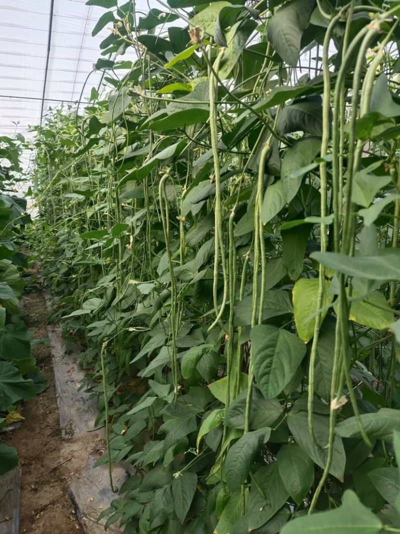 山东菏泽长豆角大量有货，欢迎有实力的老板前来咨询