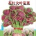 花红大叶苋菜种子，400克