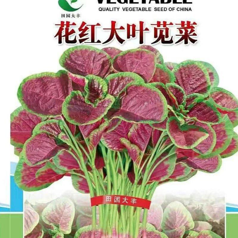 花红大叶苋菜种子，400克