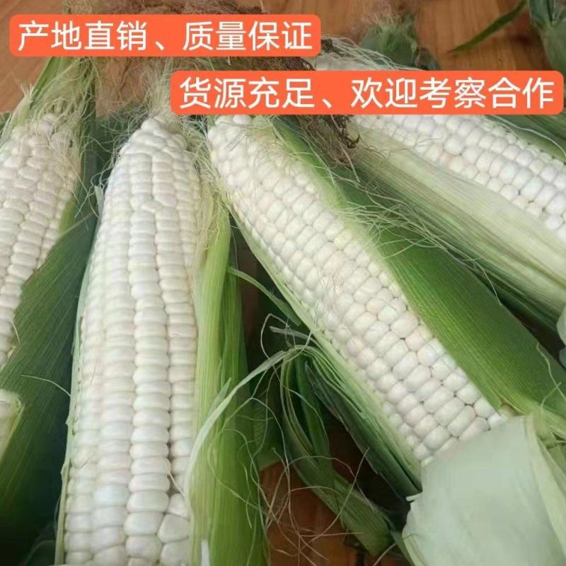 玉米糯玉米大量上市、质量保证、支持各种包装、欢迎采购