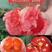 大果口感水果草莓西红柿苗普罗旺斯番茄苗越冬抗死棵抗线虫