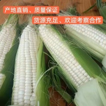 玉米糯玉米大量上市、质量保证、支持各种包装、欢迎采购
