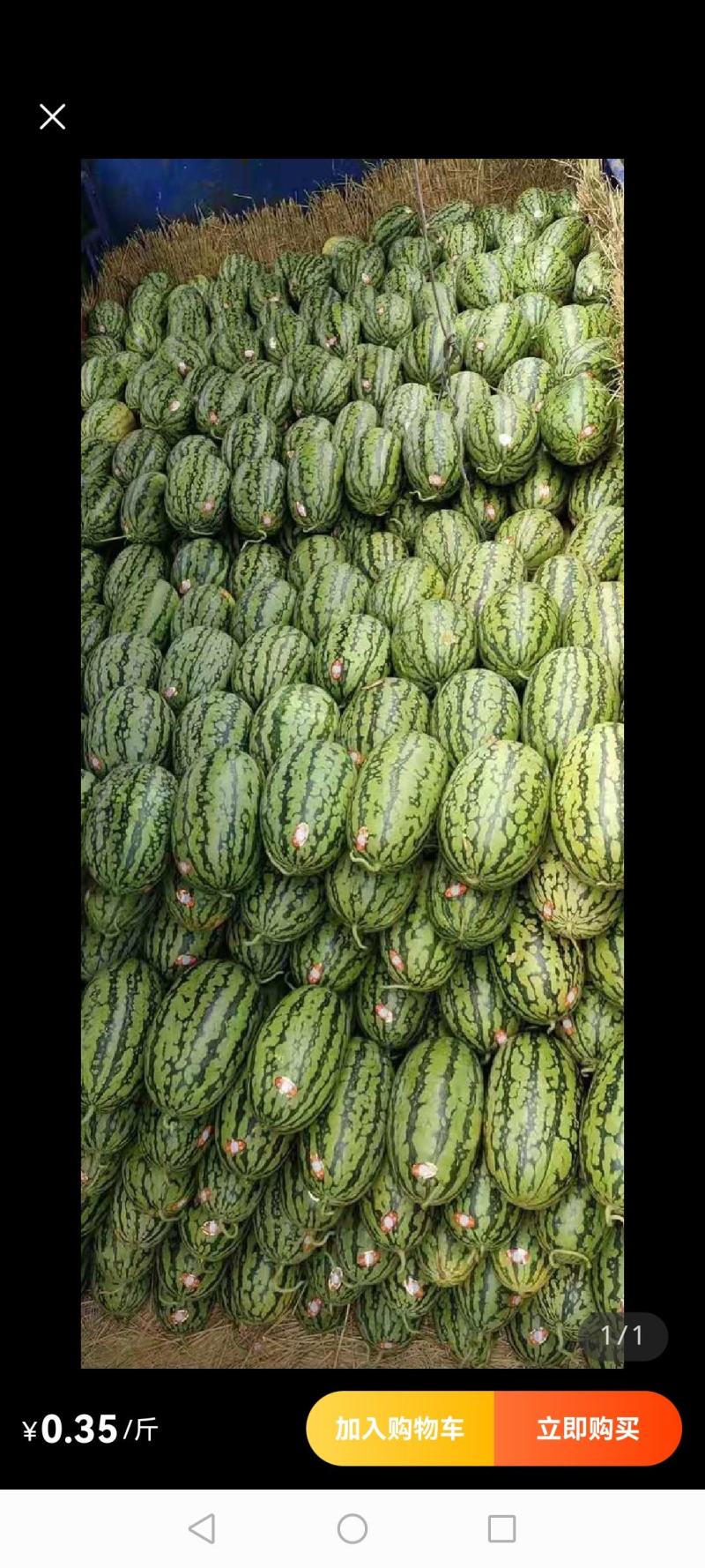 精品绿爽，货源充足，糖度高且耐运输，保质保量，
