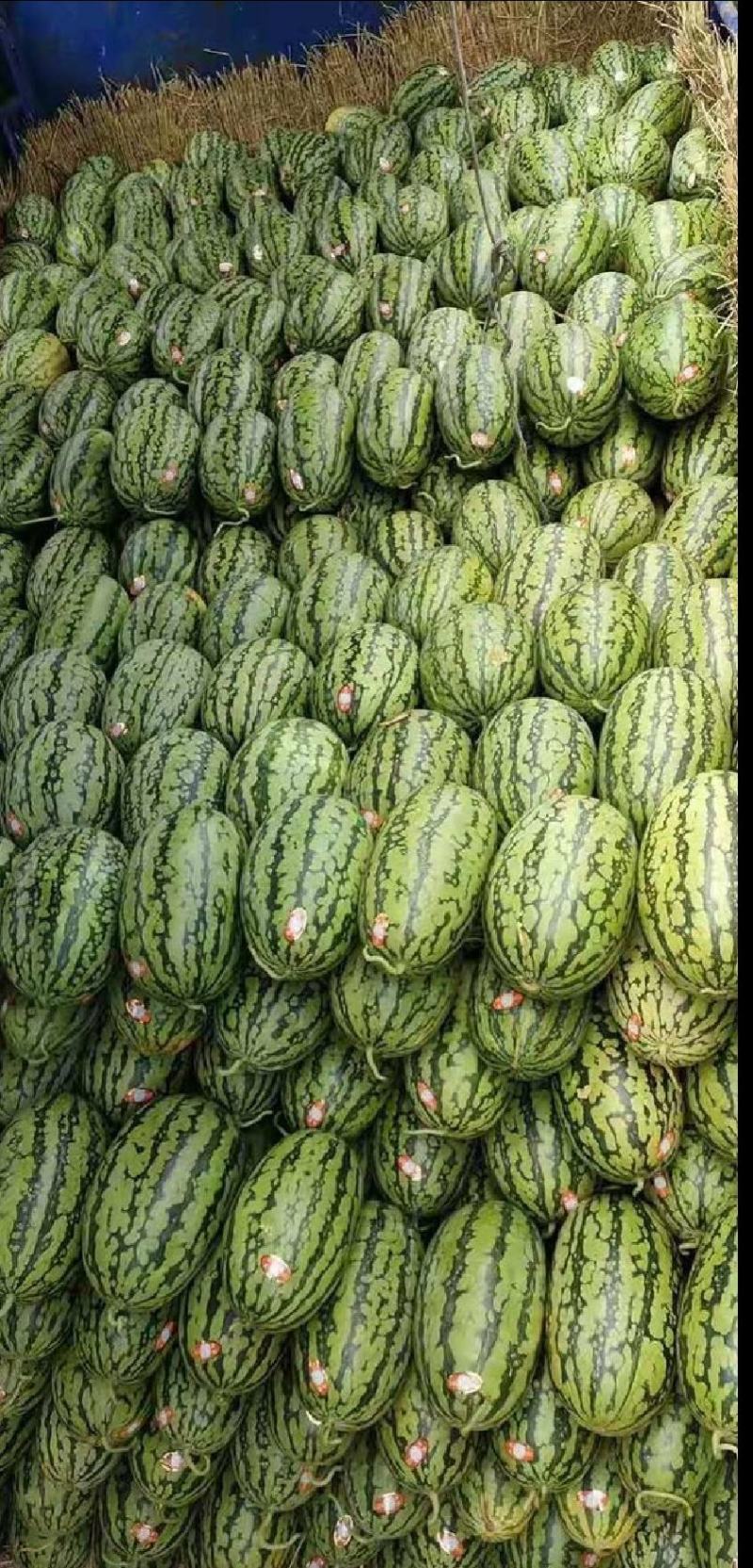 精品绿爽，货源充足，糖度高且耐运输，保质保量，