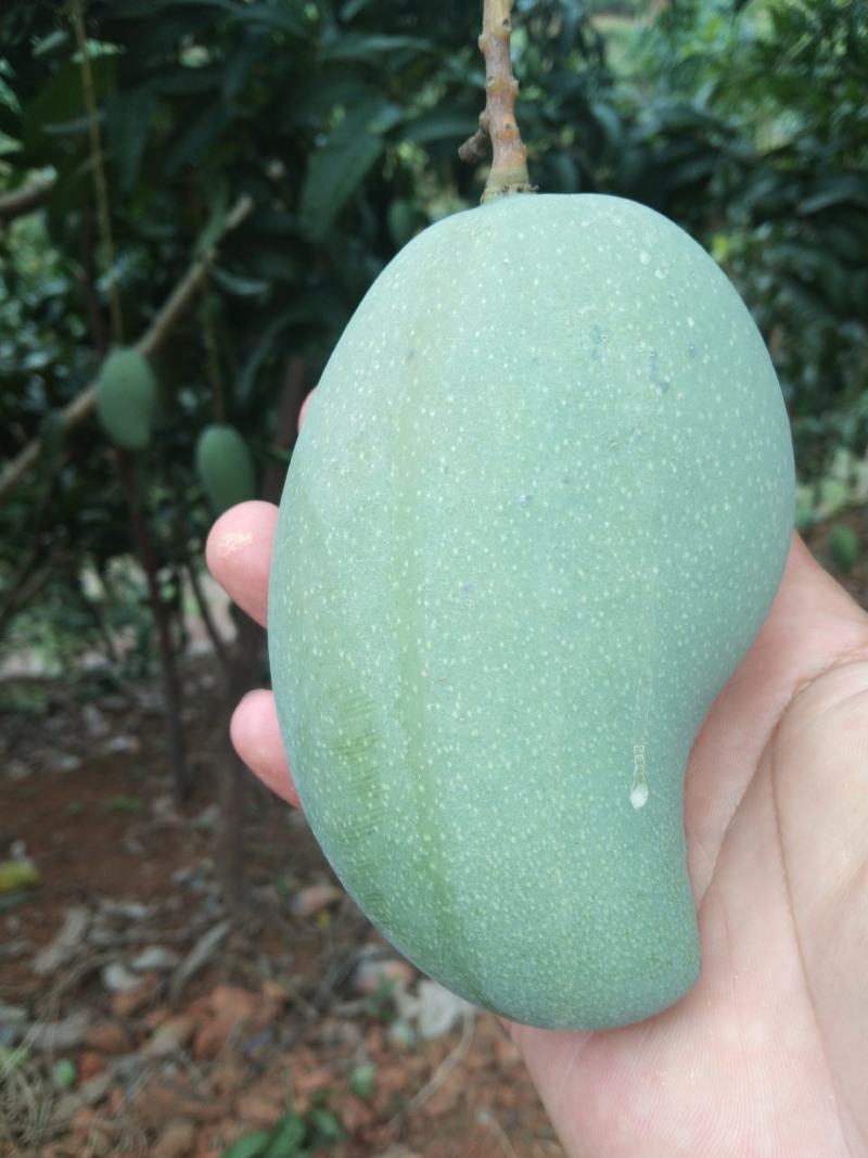 广西金煌芒果