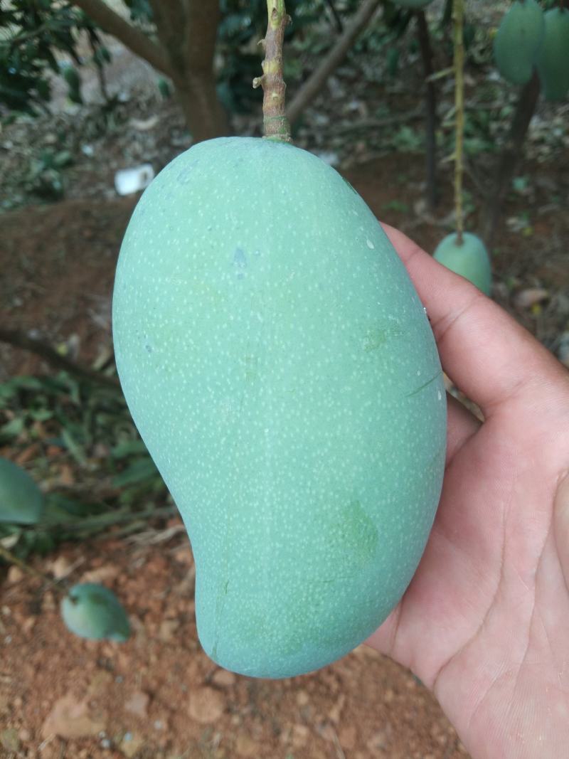 广西金煌芒果