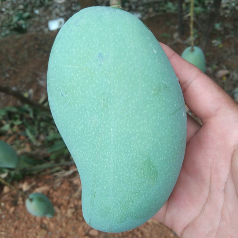 广西金煌芒果