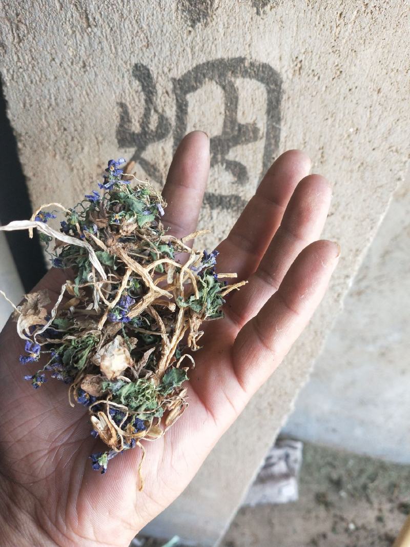 2025紫花地丁籽紫花地丁种子紫花地丁子