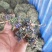 2025紫花地丁籽紫花地丁种子紫花地丁子