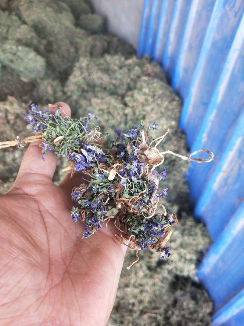 2025紫花地丁籽紫花地丁种子紫花地丁子