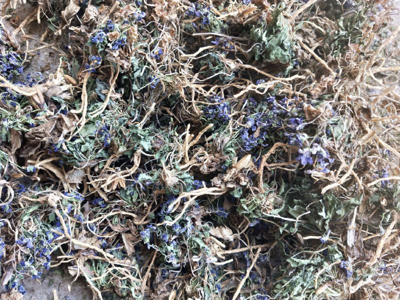 2025紫花地丁籽紫花地丁种子紫花地丁子