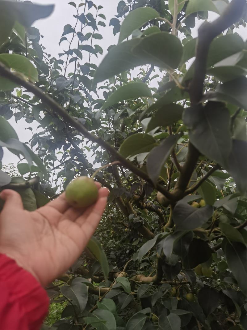 云南高原露天五月红梨