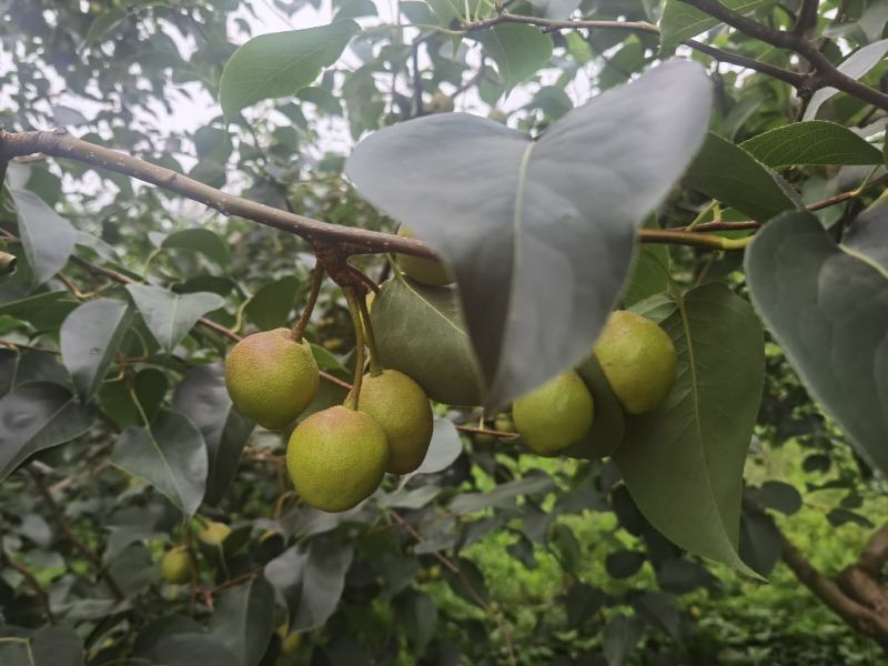 云南高原露天五月红梨