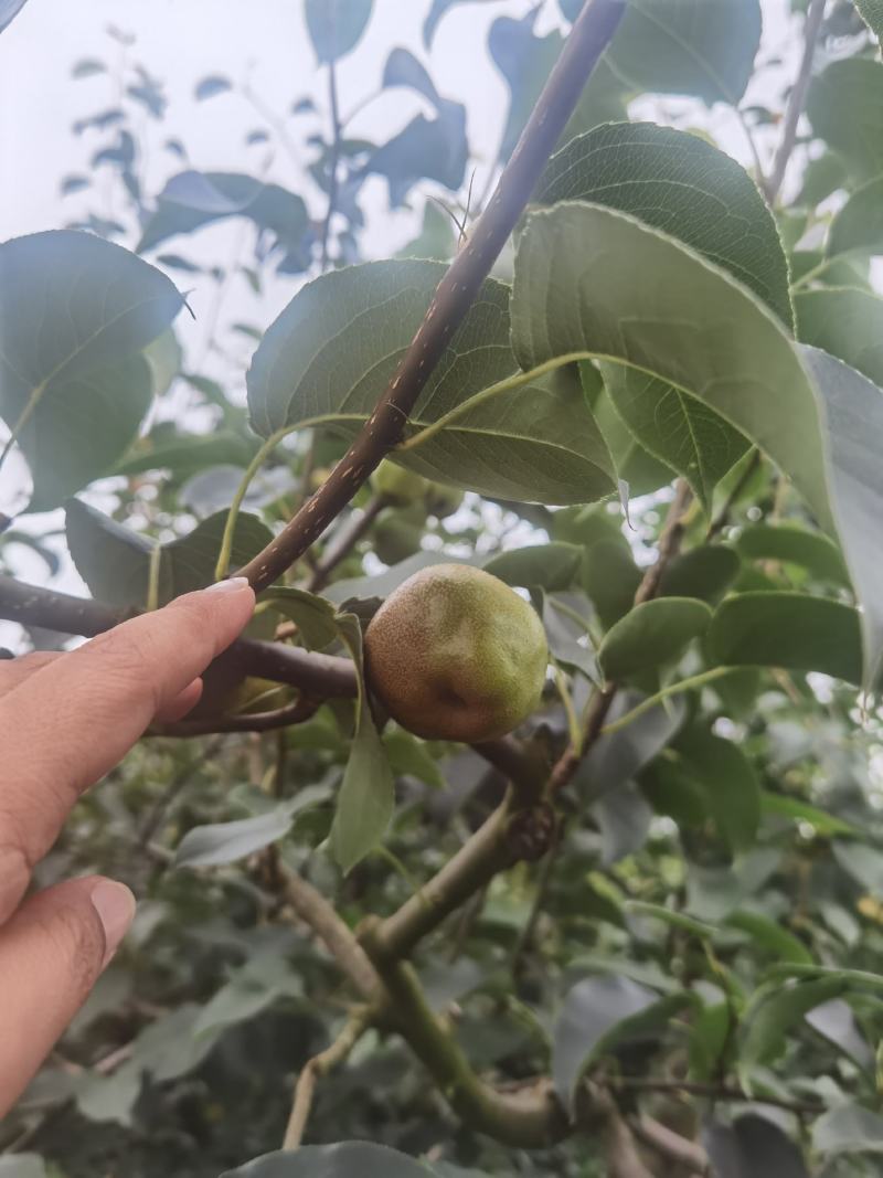 云南高原露天五月红梨