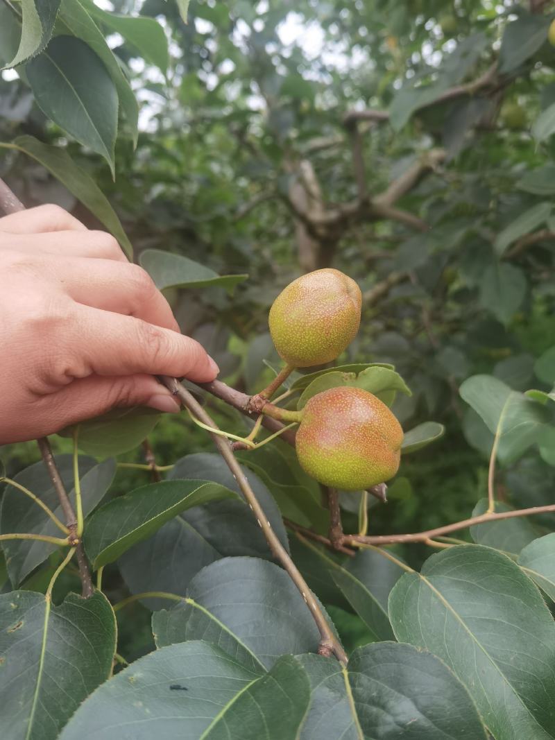 云南高原露天五月红梨