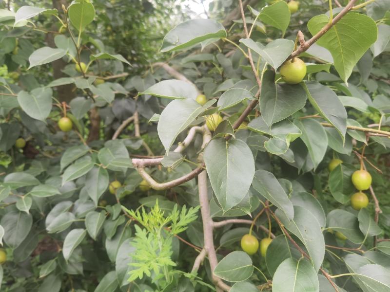 云南高原露天五月红梨