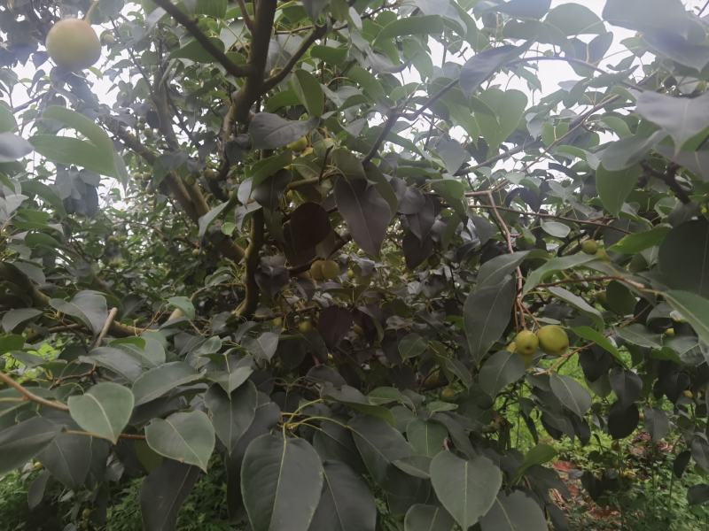 云南高原露天五月红梨