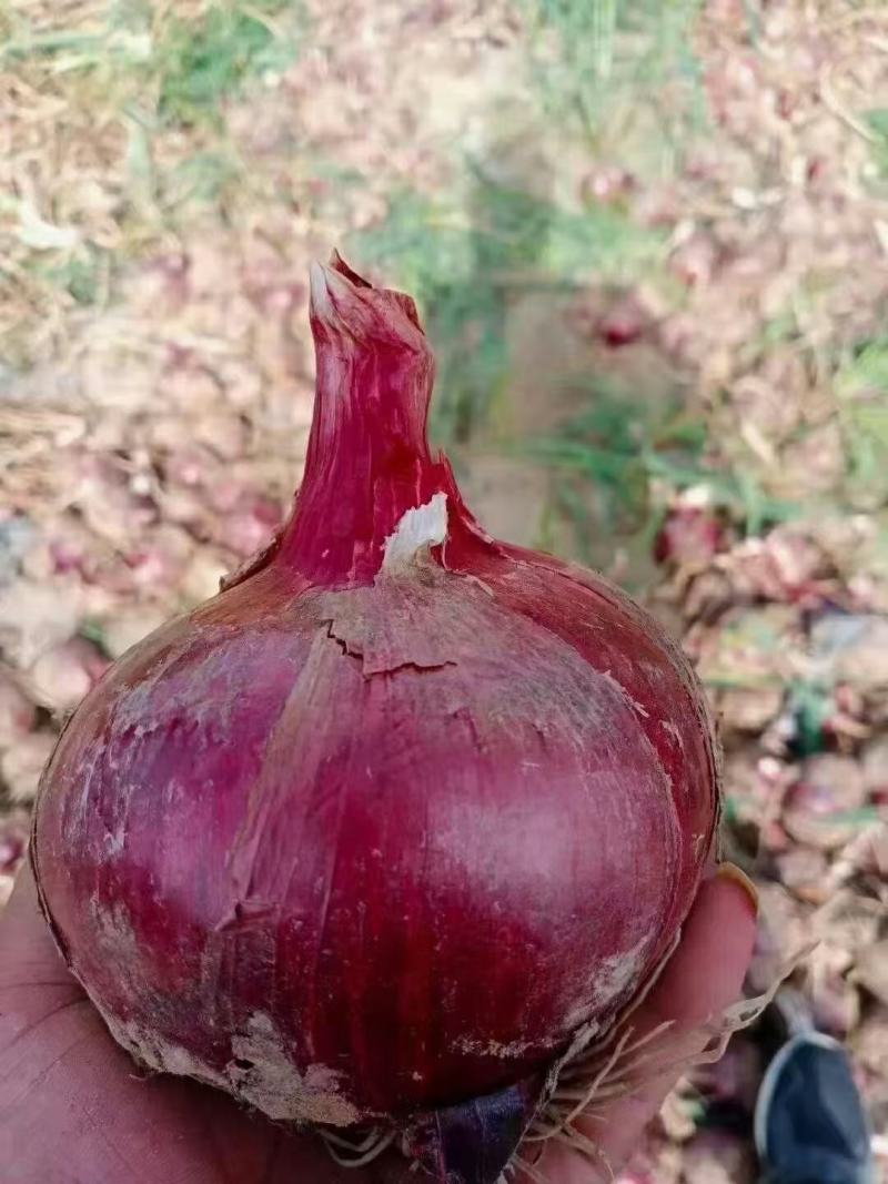 陕西宝鸡精品红皮洋葱大量上市中，有需要的老板速度联系