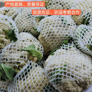 花菜大量供应、产地直销、质量保证、支持各种包装