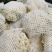 花菜大量供应、产地直销、质量保证、支持各种包装
