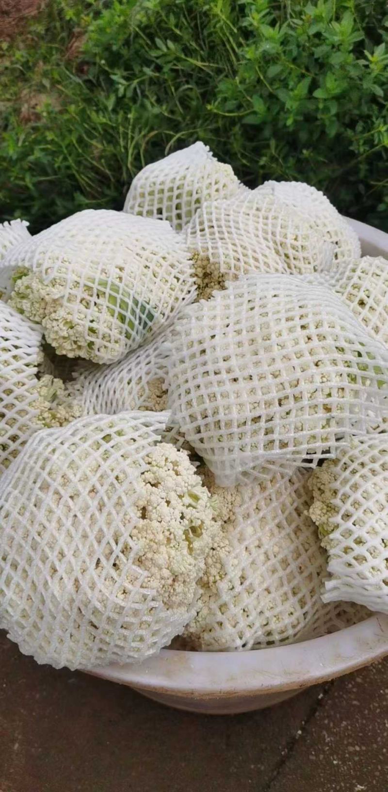 花菜大量供应、产地直销、质量保证、支持各种包装