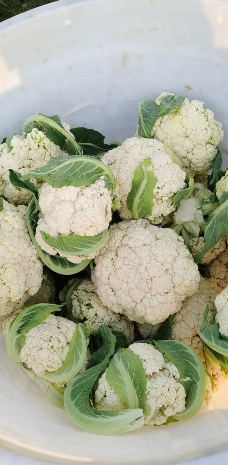 花菜大量供应、产地直销、质量保证、支持各种包装