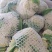 花菜大量供应、产地直销、质量保证、支持各种包装