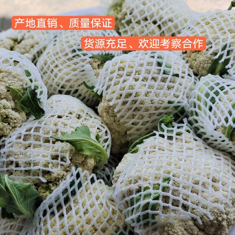 松花菜大量供应、产地直销、质量保证、支持各种包装
