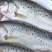 加州鲈鱼苗淡水养殖肉食性反季节鲈鱼鱼