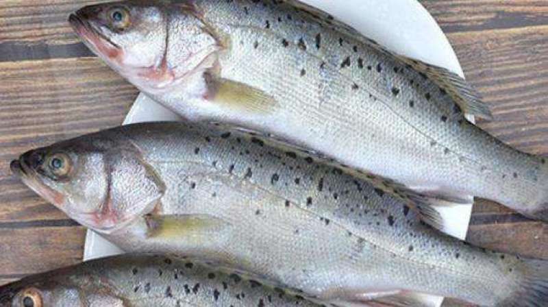 加州鲈鱼苗淡水养殖肉食性反季节鲈鱼鱼