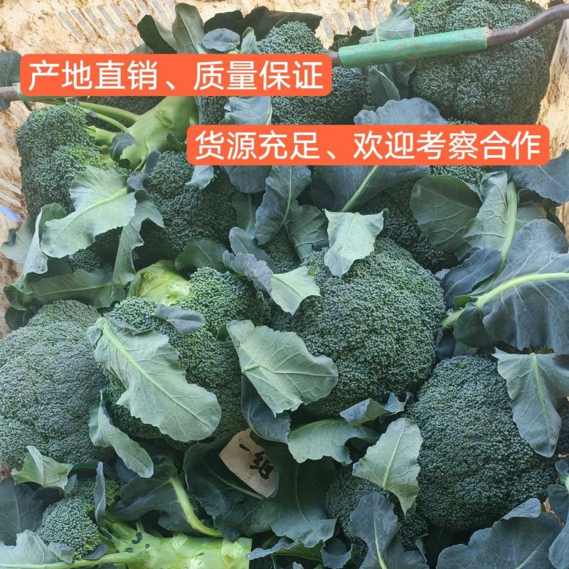 西兰花大量供应、产地直销、质量保证、支持各种包装欢迎采购