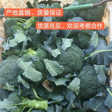 西兰花大量供应、产地直销、质量保证、支持各种包装欢迎采购