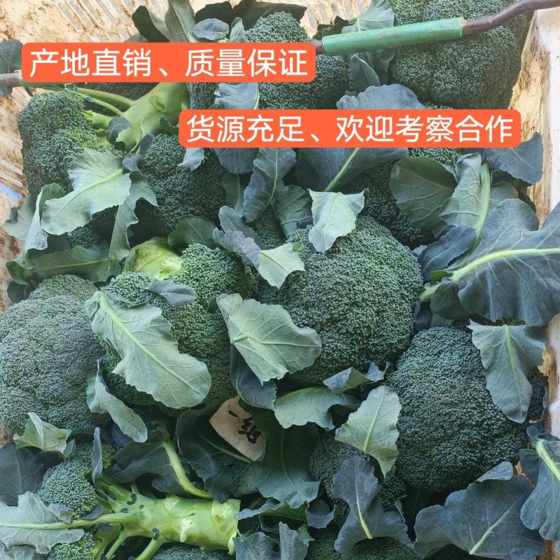西兰花大量供应、产地直销、质量保证、支持各种包装欢迎采购