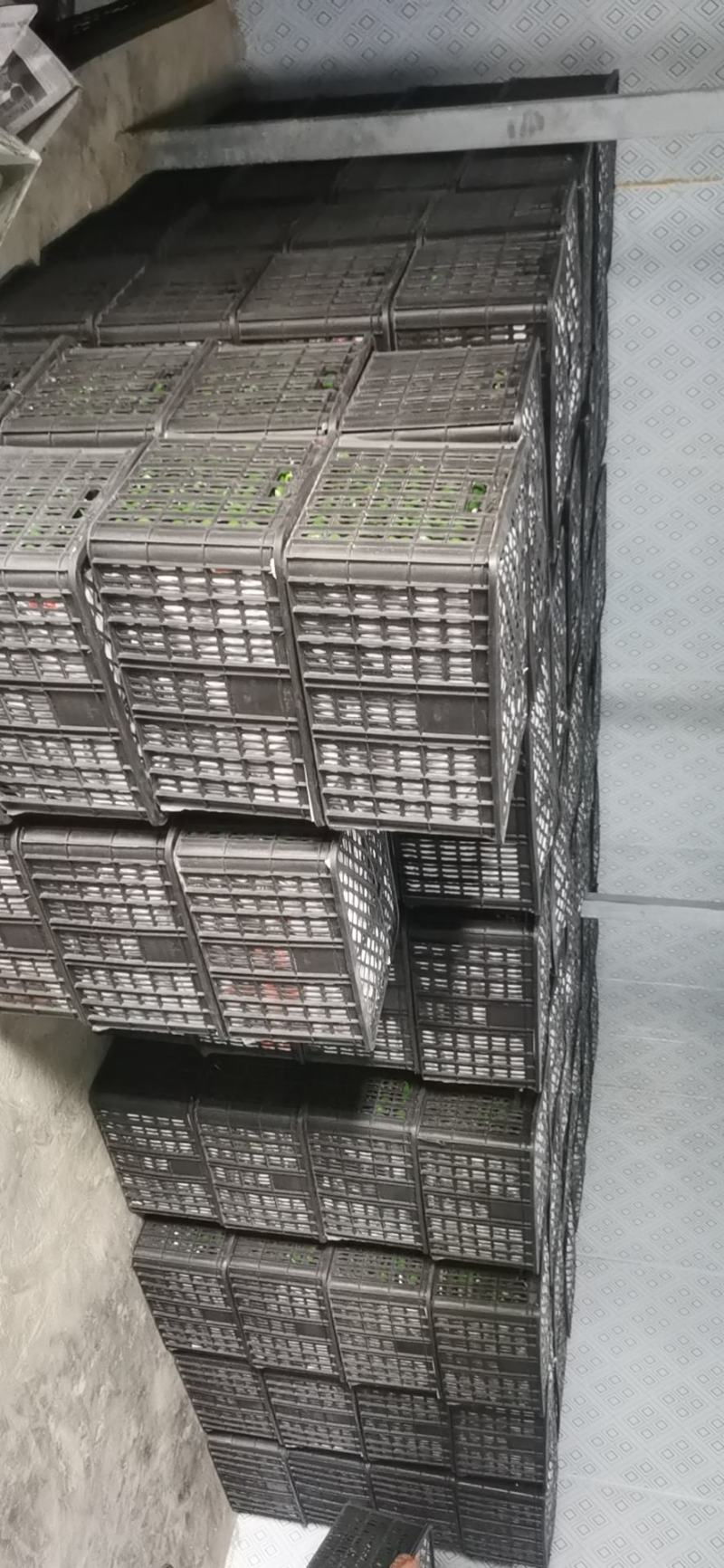 辣椒