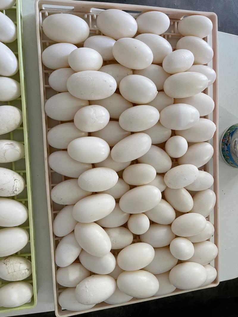 鳄鱼蛋，每年一次，被称为龙蛋，每年4-8月份可以出售，