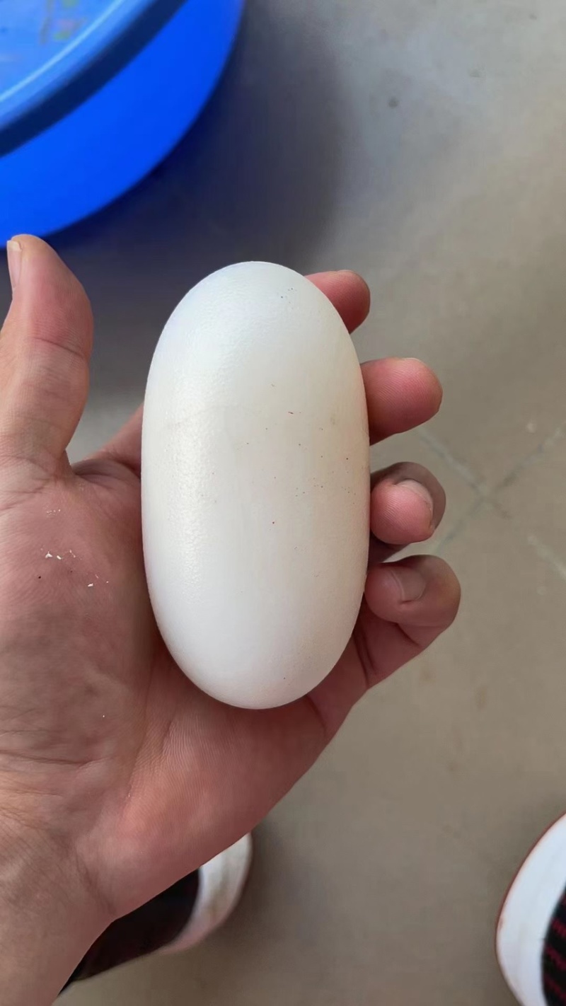 鳄鱼蛋，每年一次，被称为龙蛋，每年4-8月份可以出售，