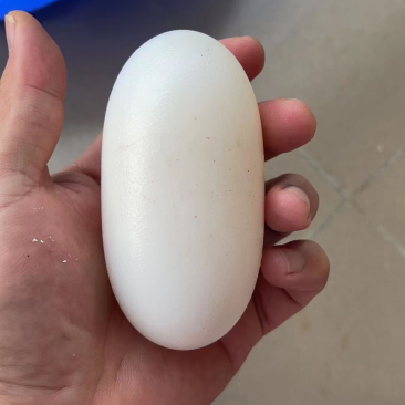 鳄鱼蛋，每年一次，被称为龙蛋，每年4-8月份可以出售，