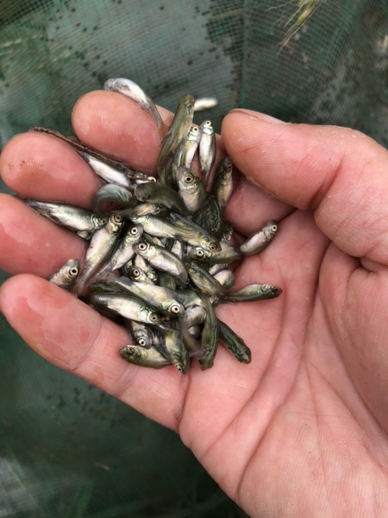 草鱼夏片大量供应皖鱼苗一斤300尾常州