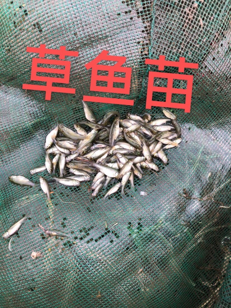 草鱼夏片大量供应皖鱼苗一斤300尾常州
