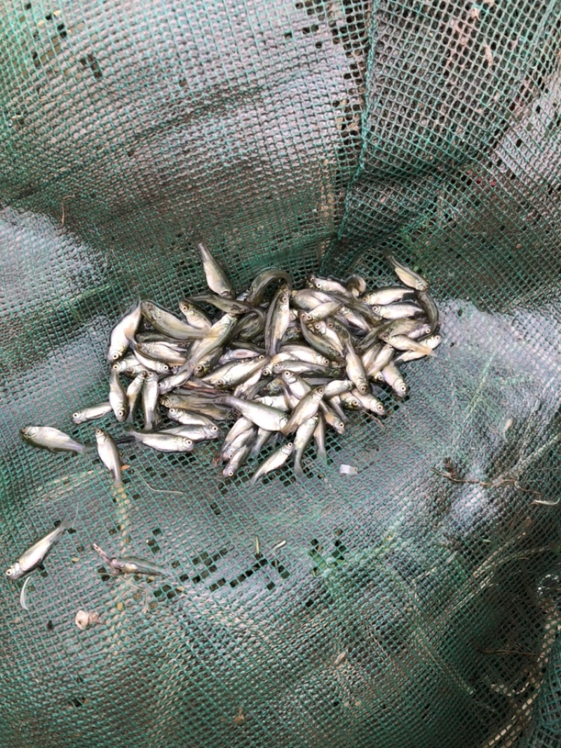 草鱼夏片大量供应皖鱼苗一斤300尾常州