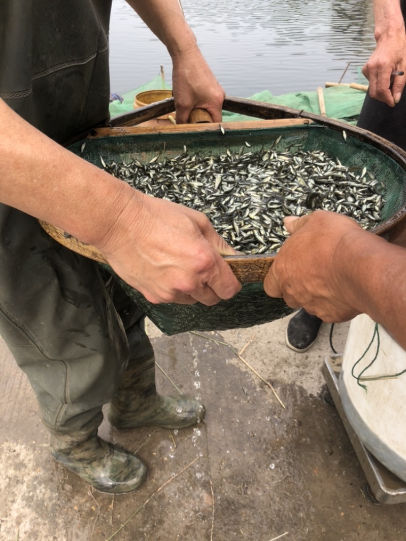 草鱼夏片大量供应皖鱼苗一斤300尾常州