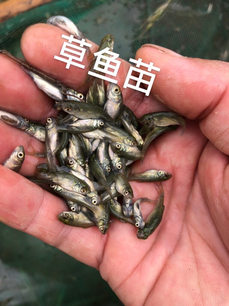 草鱼夏片大量供应皖鱼苗一斤300尾常州