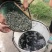 草鱼夏片大量供应皖鱼苗一斤300尾常州