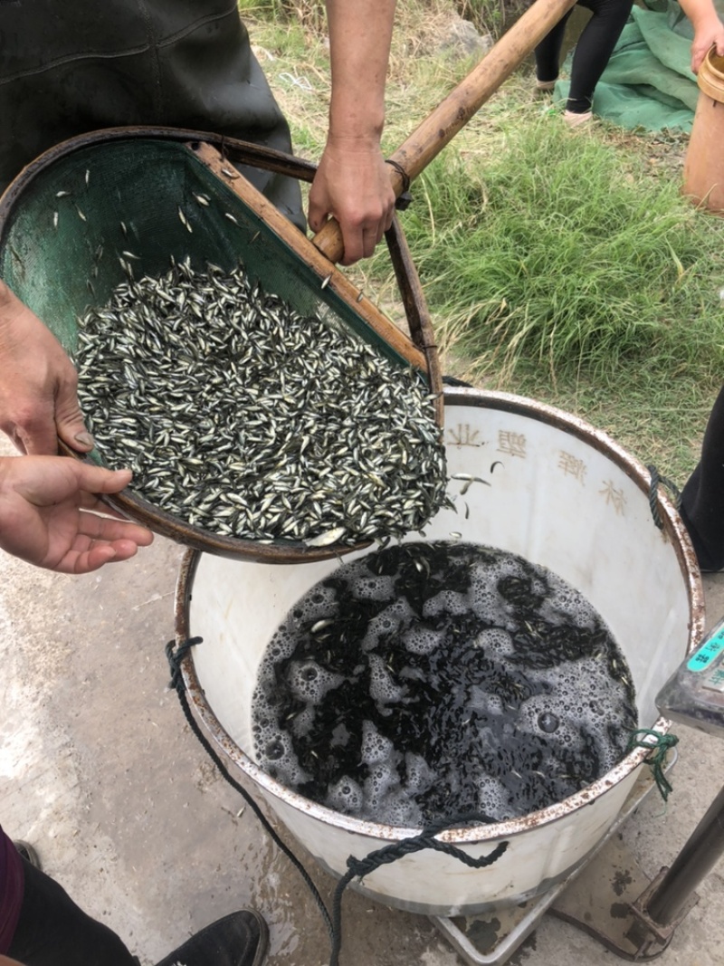 草鱼夏片大量供应皖鱼苗一斤300尾常州