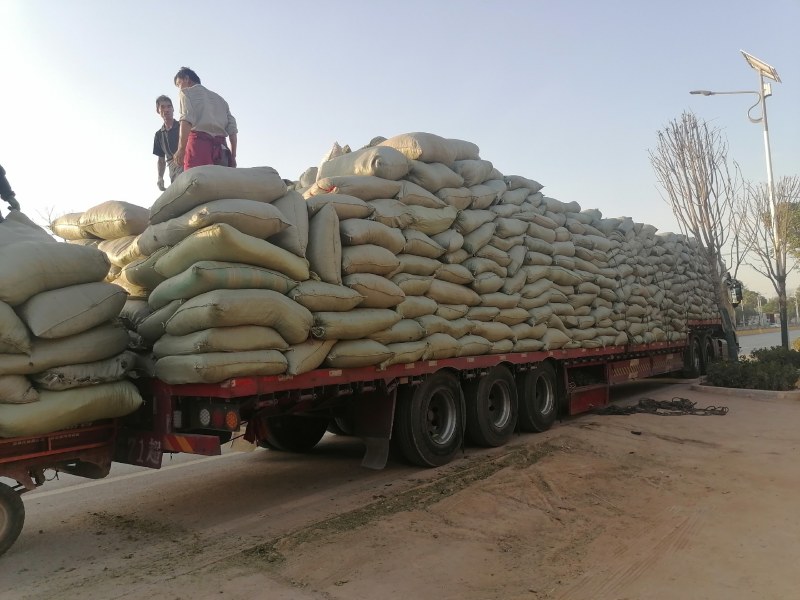 青桑叶即将上市现在寻求全国各地客户