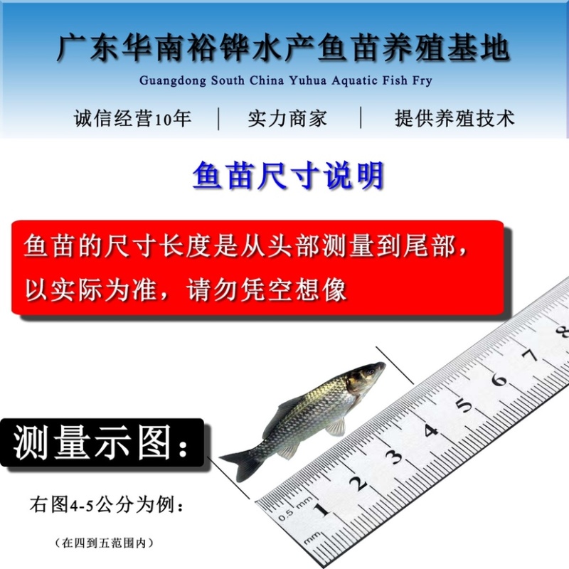 塘鲺鱼苗塘角鱼苗正宗本地塘鲺苗快大型苗种