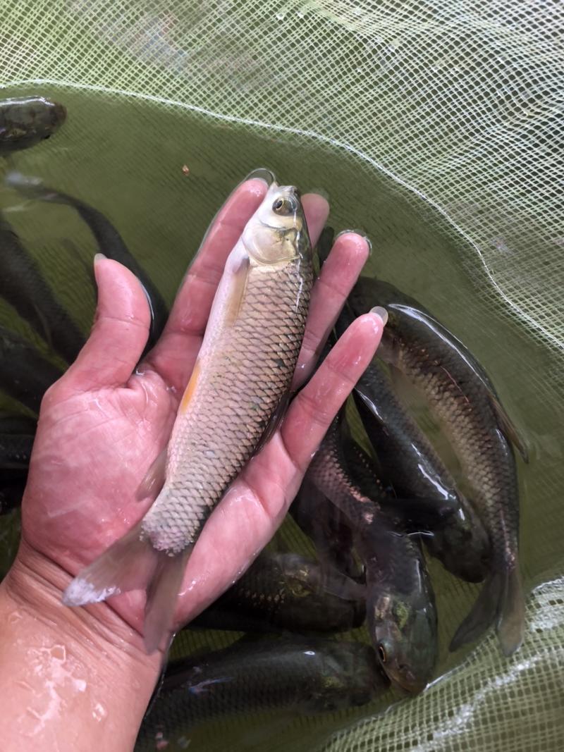 草鱼苗长江一号长身种苗鲩鱼油鲩白鲩草根青混混子已打针