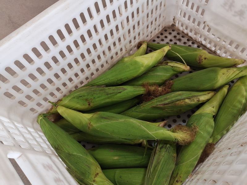 东台糯玉米大量上市